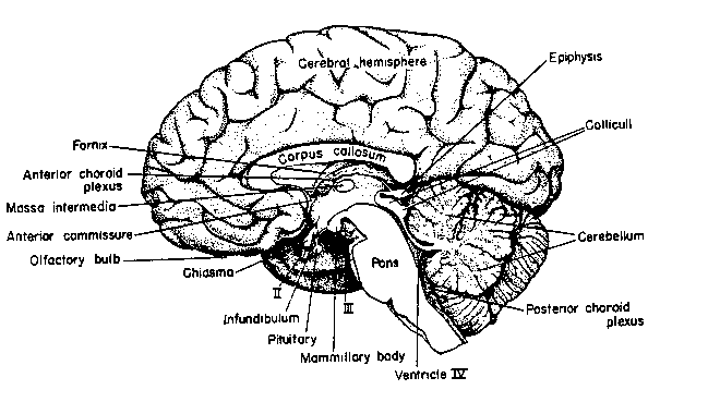 Brain logo