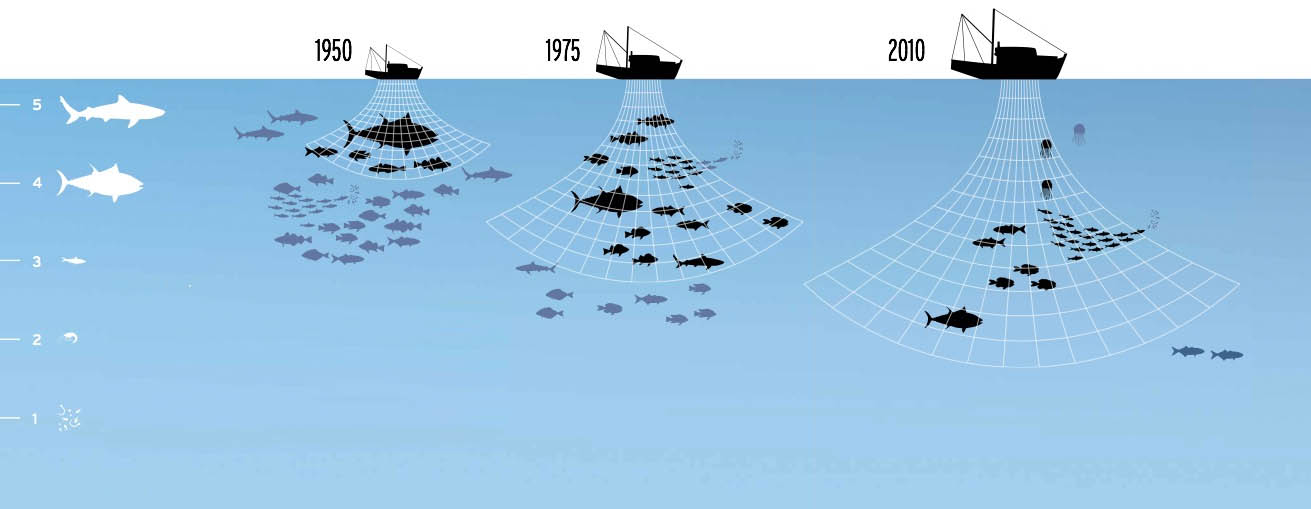 [Seafood Watch Illustration]
